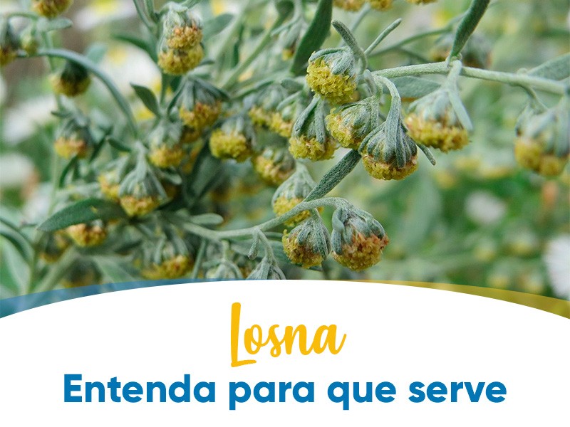 Losna é artemísia? Entenda para que serve essa erva amarga!